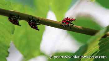 First Discovered Lantern Fly on Rhode Island | Burkes Regional News - Pennsylvanianewstoday.com