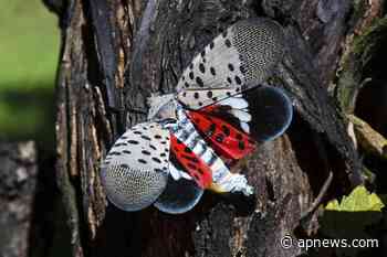 Invasive insect found in Rhode Island for 1st time - Associated Press