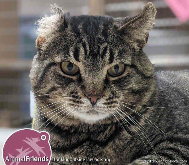 Furry Tails: Boy Is Waiting For A Forever Homes