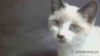 Lethbridge rescue agencies facing flood of felines: ‘It’s the worst it’s ever been’