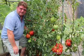 Jean-Pierre kweekt tomaten van bijna anderhalve kilo: “Ik doe nochtans niks anders dan anders”