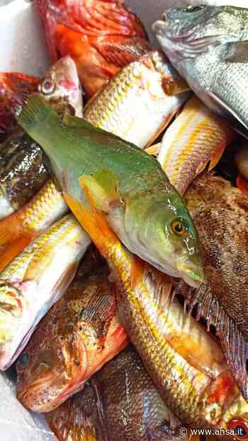 Per meteo e fermo Adriatico schizzano i prezzi del pesce - Agenzia ANSA