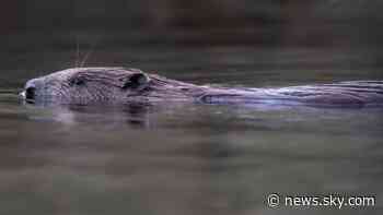 Scotland's highest civil court to rule on right to kill beavers - Sky News