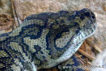 Mare, sole, sale e un serpente: un giro a Voltri con spavento - LaVoceDiGenova.it