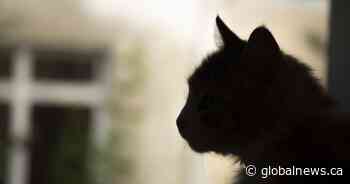 Lethbridge rescues flooded with cats: ‘It’s the worst it’s ever been’