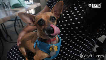 Soak up summer at this dog-friendly restaurant!