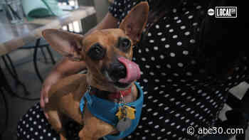 Soak up summer at this dog-friendly restaurant!