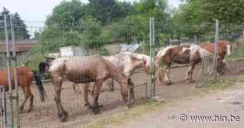 Vzw Natte Pootjes ontdekt 400 verwaarloosde dieren in Wallonië: “Schrijnende situatie” - Het Laatste Nieuws