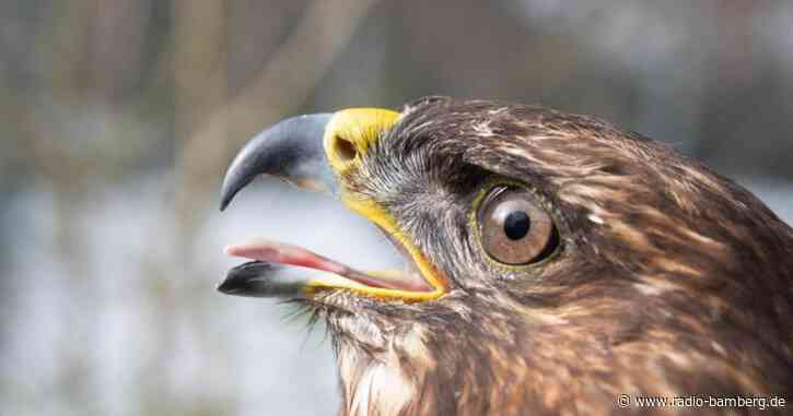 Erneut sterben Tiere an vergifteten Ködern