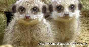 Impfen ohne Termin: Impfbus am Zoo in Neunkirchen plus Freikarte - Saarbrücker Zeitung