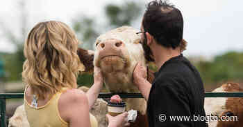 Farm rescue near Toronto is opening for visitors to meet and greet animals - blogTO