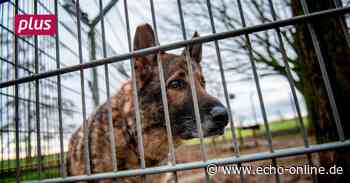 Heppenheim Heppenheim: Keine Steuern mehr für Tierheim-Hunde? - Echo Online