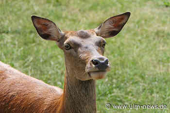 13 Wildunfälle in der Region