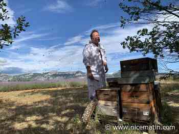 "La filière se porte bien", assure un apiculteur azuréen à veille de la Fête du miel de Mouans-Sartoux
