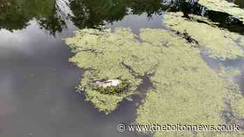 Bid to change Bolton canal status as dead fish numbers rise - The Bolton News