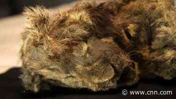 28,000-year-old lion cub looks like it's just sleeping