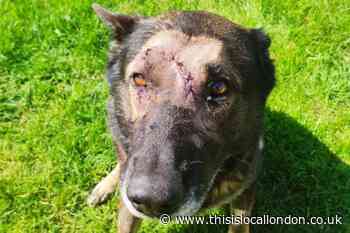 Police dog returns to duty after Orpington stabbing