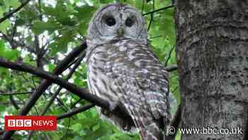 Famous Central Park owl killed in crash with van
