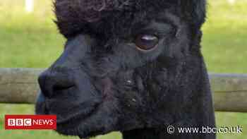 Geronimo: Minister urged not to allow 'healthy' alpaca's death