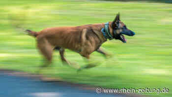 Hundebiss bereitet Joggerin langes Leiden - Kreis Cochem-Zell - Rhein-Zeitung