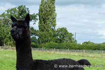 Petition to save condemned alpaca Geronimo secures almost 80000 signatures - Barrhead News