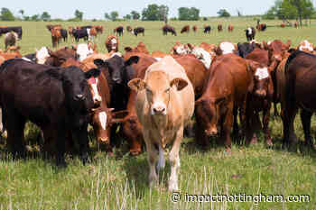 National Food Strategy: Farming, Meat And Climate Change - Impact Magazine - Impact Magazine