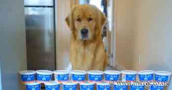Moment golden retriever Marley leaps over food containers in impressive high jump - Mirror.co.uk