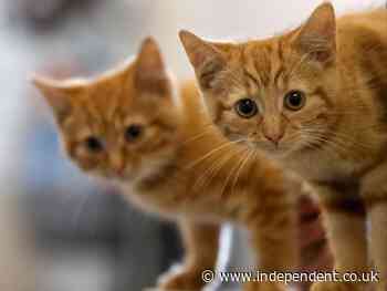 Cat food poison crisis: Vets use dogs’ blood as demand for transfusions soars - The Independent