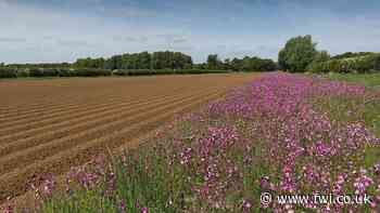 Opinion: Farms need profits to deliver on the food strategy - FarmersWeekly