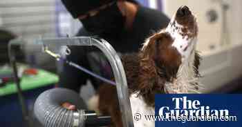 US study finds potential dog food link to canine heart disease - The Guardian