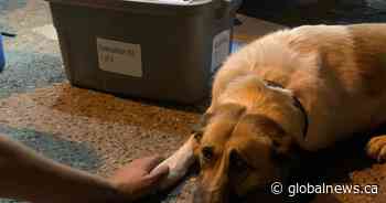 Search and rescue comes to aid of abandoned dog during White Rock Lake wildfire evacuation order