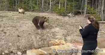 Woman Allegedly Provokes Grizzly Into a Charge; Now She's Set to Appear in Court After Officers See the Video