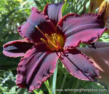 The Tattooed Gardener grows in colour - Winnipeg Free Press