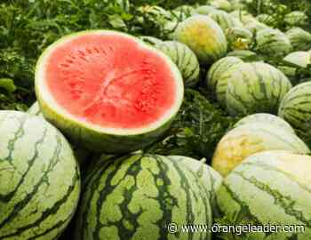 Master Gardener: Three tips to pick out a sweet watermelon - Orange Leader - Orange Leader
