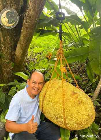 Filipino gardener aims to break the record for the world’s heaviest jackfruit - Manila Bulletin