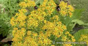 Casual Gardener: Go native and bee friendly - The Irish News - The Irish News