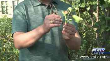 Weekend Gardener: How to keep fire blight out of your garden - KBTX