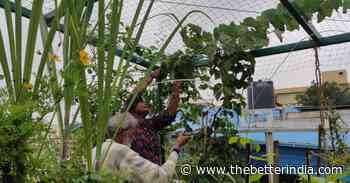 Strawberries to Dragon Fruit: Gardener Shows How To Grow 10 Kinds of Fruits at Home - The Better India