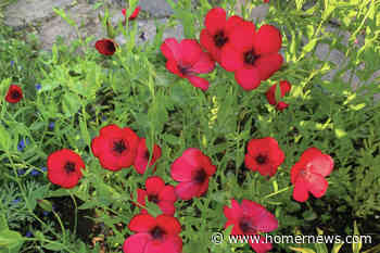 Kachemak Gardener: the harvest is on— the whole point of a vegetable garden - Homer News