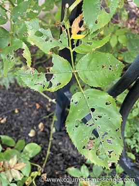 Ask a Master Gardener: Shiny, bright and annoying! Coping with Japanese beetles - Columbus Messenger