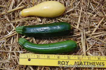 GARDENER'S CHECKLIST: Week of August 5, 2021 - theberkshireedge.com