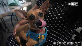 Ember & Greens is Houston's newest dog-friendly restaurant - WLS-TV