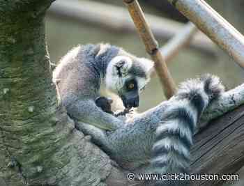Oh, baby! Meet the Houston Zoo’s newest bundle of joy, a tiny, no-name lemur - KPRC Click2Houston