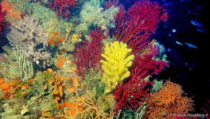 Biodiversità in Italia, Ispra: "Situazione critica per specie e habitat" - La Repubblica