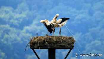 Nabu registriert Rekord bei Weißstorch-Brutpaaren an Werra und Fulda - HNA.de