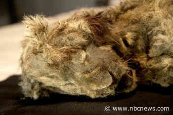 Scientists unveil extinct Ice Age lion cubs pulled from Russian permafrost