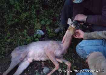 Investito cucciolo di cervo ad Albizzate, si salverà grazie a due "angeli custodi" - MalpensaNews.it