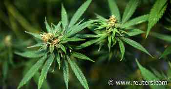 Medical pot law allows workers to sue employers says Penn. state court - Reuters