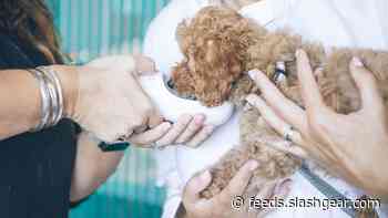 Common grain-free dog food ingredients may fuel canine heart disease