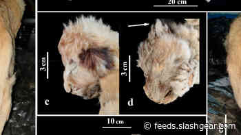 Ancient frozen lions found amazingly well preserved, fur and all